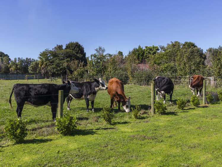 81 Omaha Flats Road Tawharanui Peninsula_18