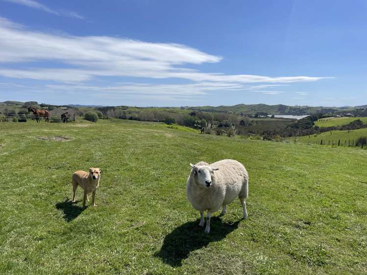 852 Oneriri Road Kaiwaka_7