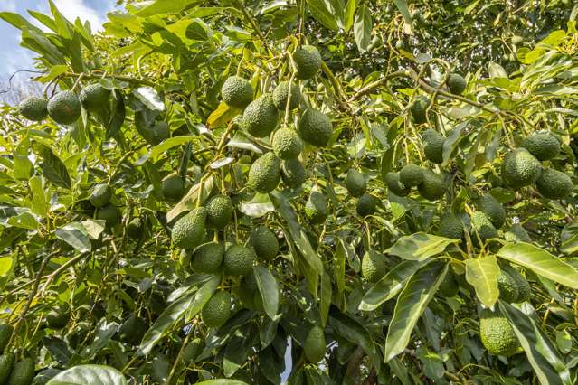 332r Oropi Road Oropi_3