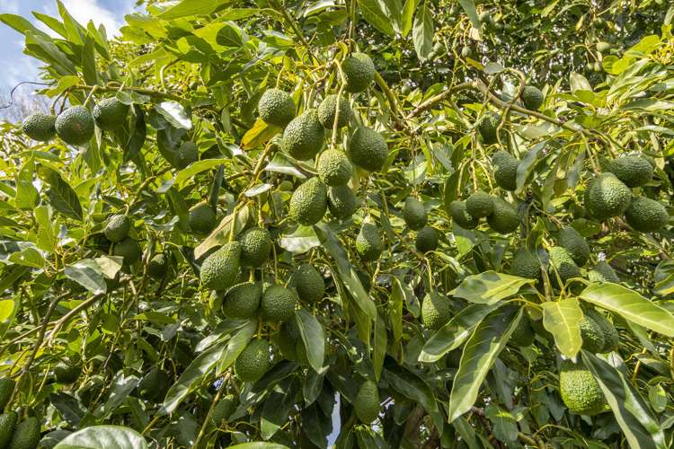 332r Oropi Road Oropi_3