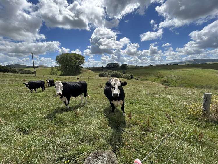 1018 Maihiihi Road Maihiihi_24