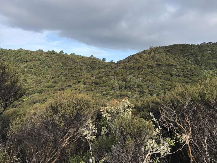Lot 73/NW71 S71 Aotea Parish Station Rock Road Great Barrier Island_7
