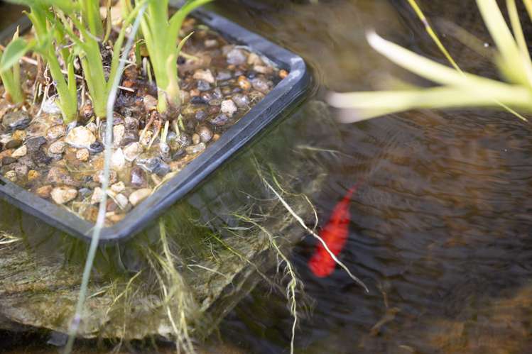 93 Gibson Lane Te Awamutu_36