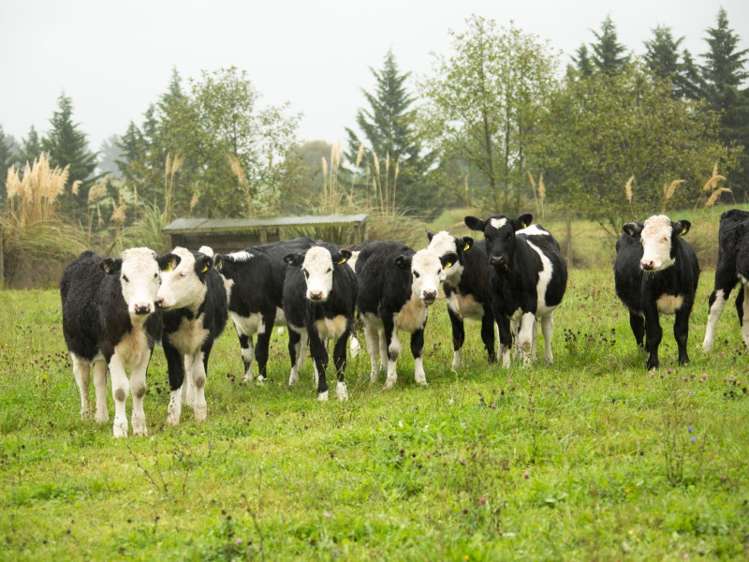 18 Sutherlands Road Pleasant Point_11