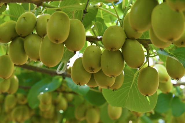 80 Roydon Downs Road Paengaroa_1