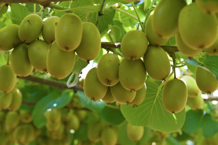 80 Roydon Downs Road Paengaroa_1