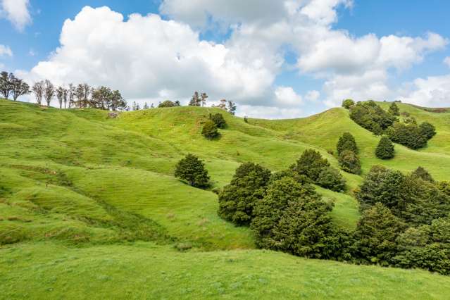 Mangarata Block Road (62.11 ha) Tangiteroria_2