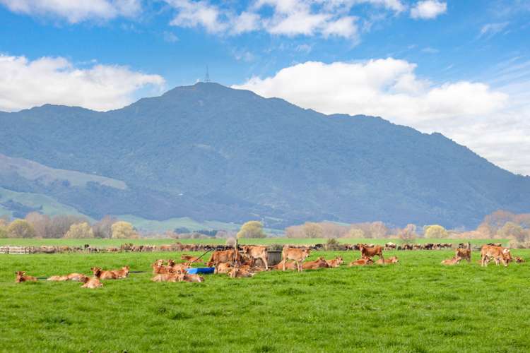 227 Endowment Road Te Aroha_0