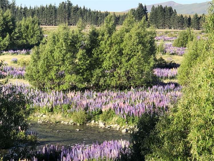 1341 Omarama-Lindis Pass Road Omarama_3