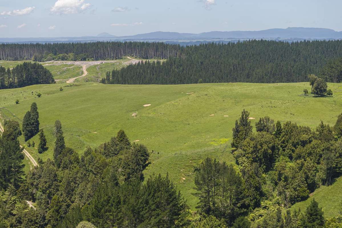 1707 Te Matai Road_4