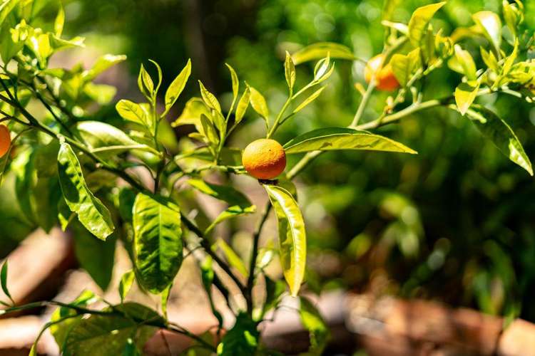 188 Belvedere Road Carterton_21