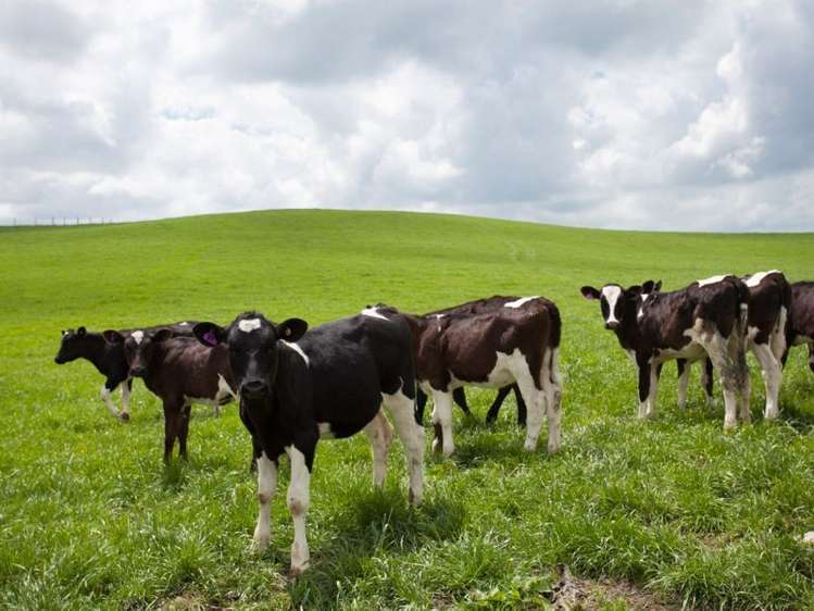 438 Waotu South Road Putaruru_41