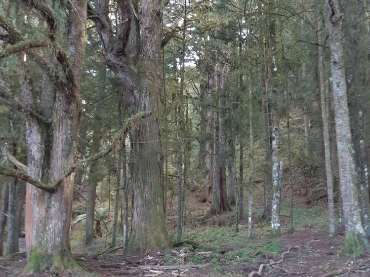 71 Pongahuru Road Taumarunui_9