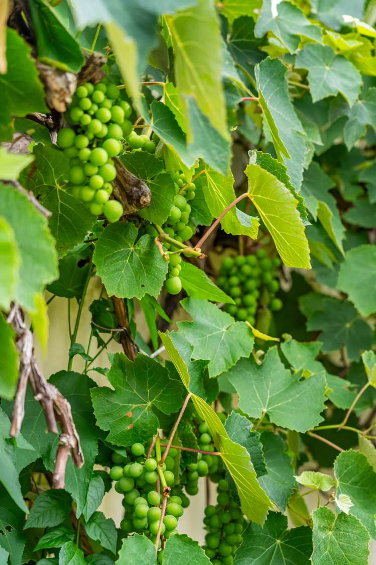 23 Routley Crescent Elderslea_10