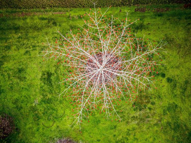 137 Kayelene Place Omokoroa_8