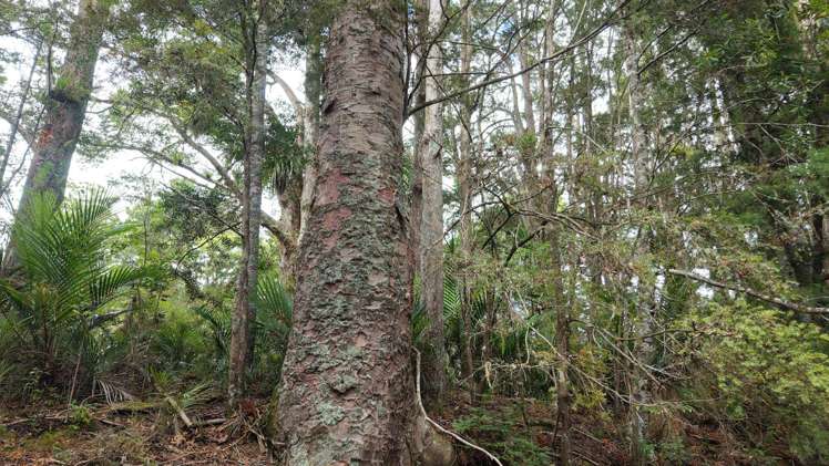 Lot 3/286 Mangakaretu Road Waipapa_12