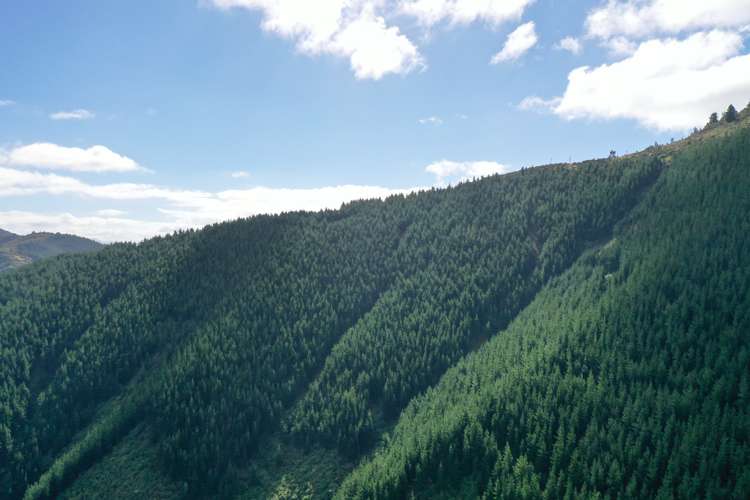 Queen Charlotte Forest, Onapua Bay Marlborough Sounds_20