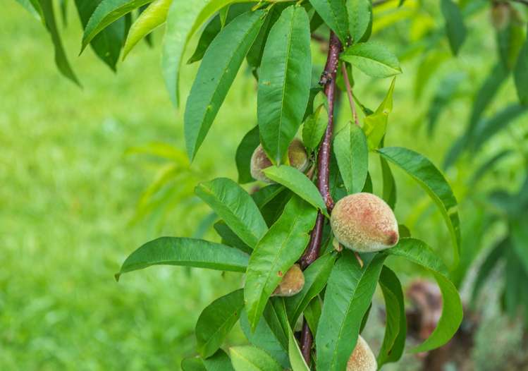 37 Kapowai Road Coroglen_48