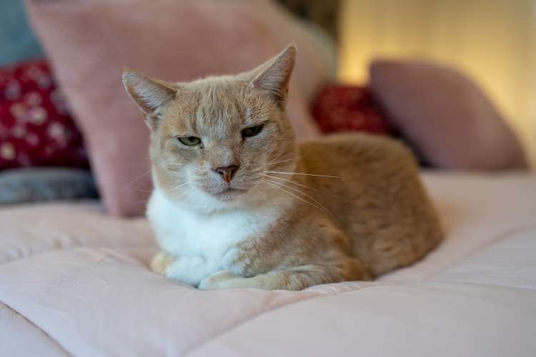 83 Watkins Road Cambridge_12