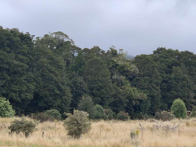 Harrington Mill Road Catlins Surrounds_6