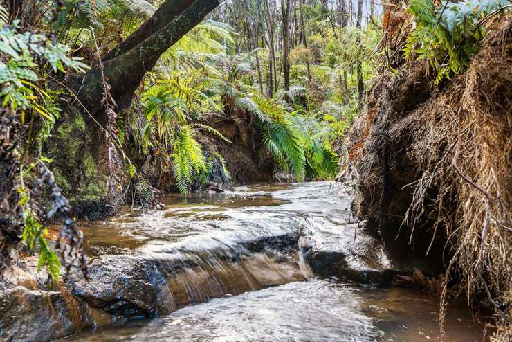 The hut at 320 Upper Waiwera Road, in Puhoi. The spot is a 45-minute drive from Auckland City. Photo / Supplied