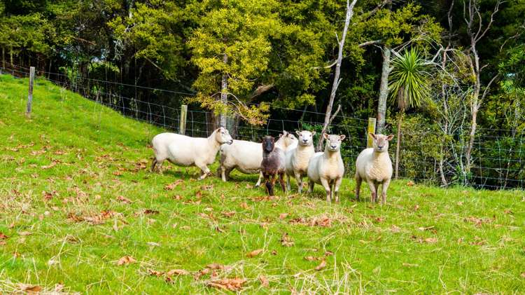 50 Waitoki Road Waitoki_8