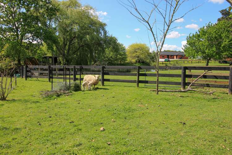 1/19 Molly Lane Te Awamutu_5