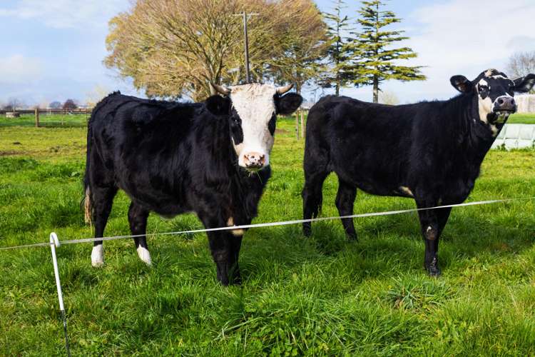 178 Mowbray Road Waharoa_24