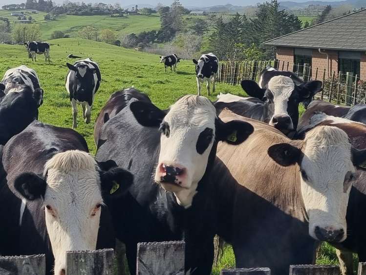 2a Kelgary Place Wellsford_7