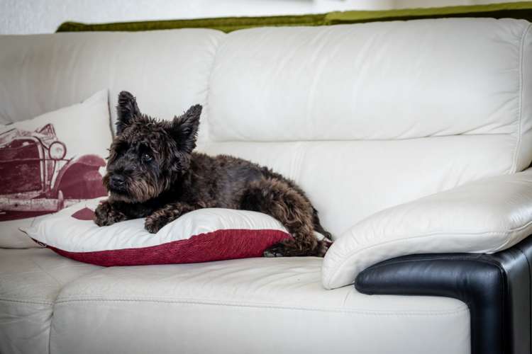 2/463 Blockhouse Bay Road Blockhouse Bay_13