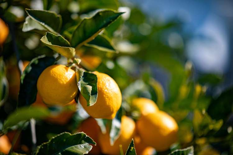 3 Dalton Crescent Dinsdale_26