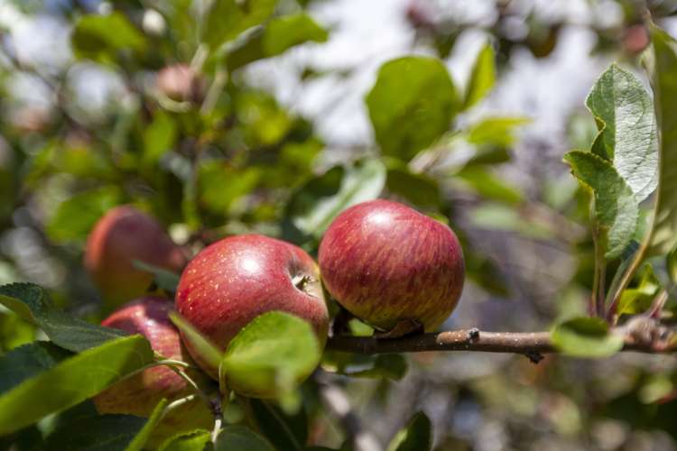 49 Andrew Street Waikanae_23