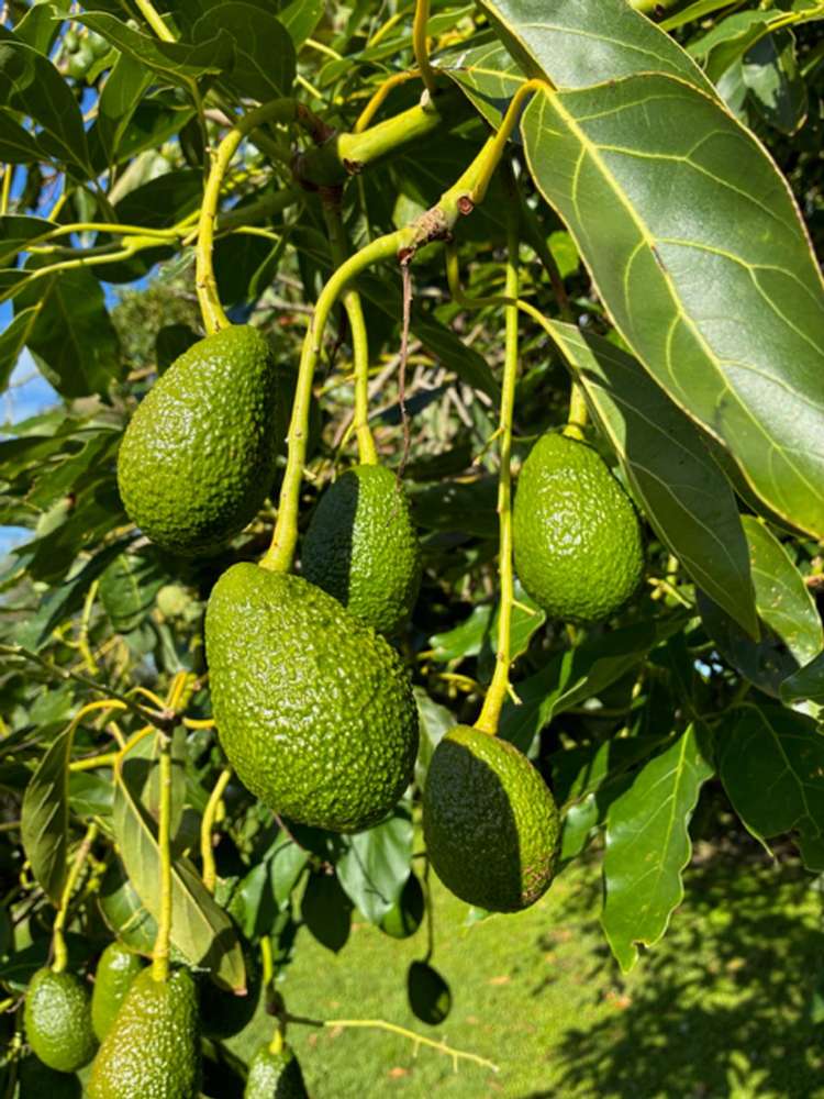 23 Collins Lane Te Puke_25