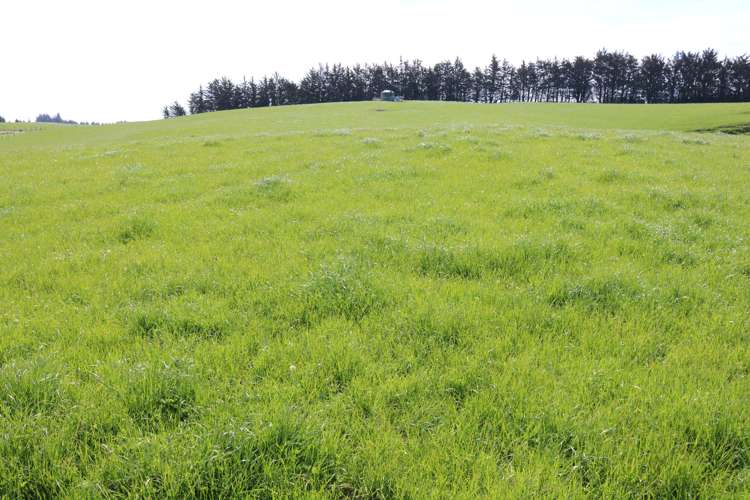 339 Rankleburn Road Pomahaka_15