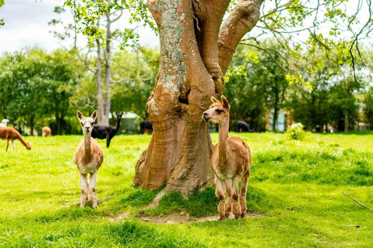 39a Cemetery Road Te Arai_20