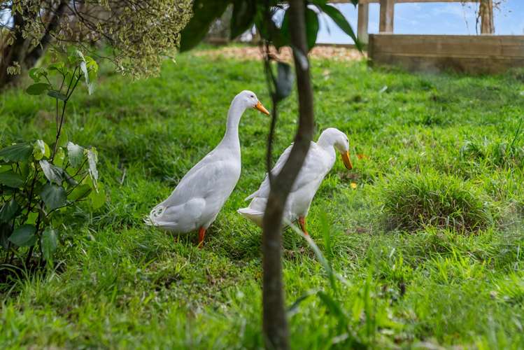 691 Waitao Road Kaimai_28