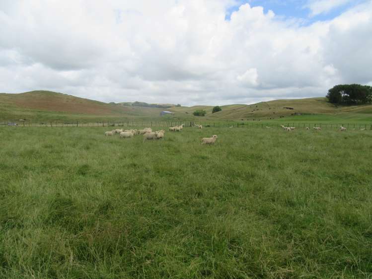 359 Mangatarata Road Hawkes Bay_17