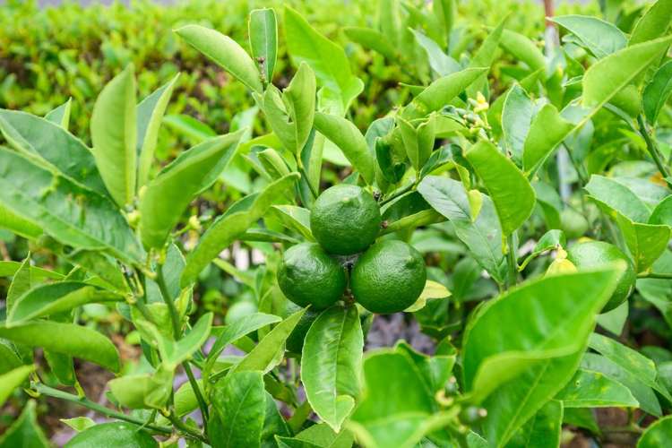 8 Stonebridge Heights Feilding_20