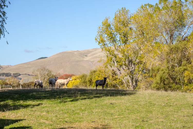 205 Caveland Road Te Whiti_16