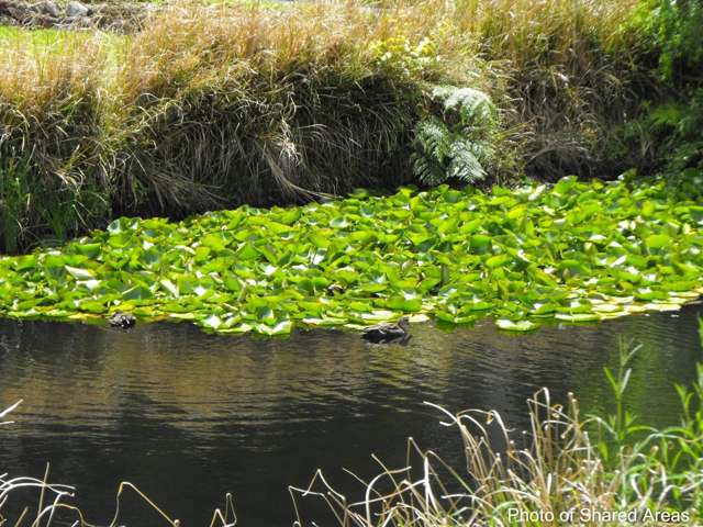 35 Alderton Drive Kerikeri_1