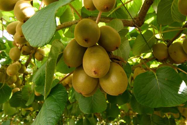 Sizeable Oropi orchard - 12.57hectares