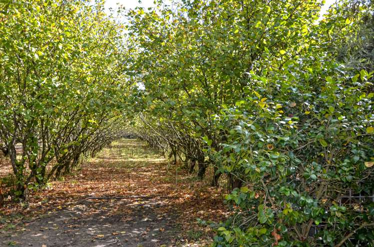 48a Nursery Road Masterton_20