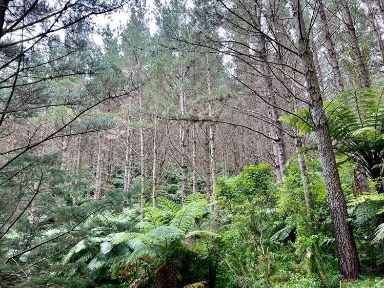 Waitete Road Waihi_15