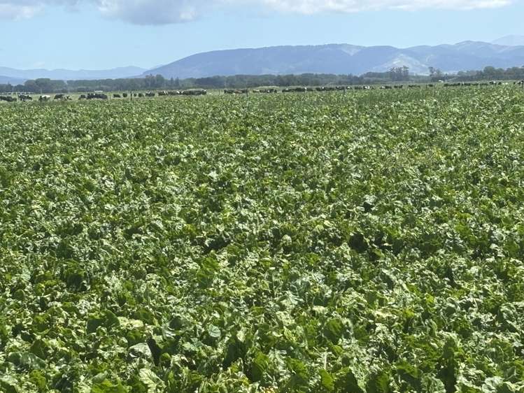 Burnham Road Temuka_18