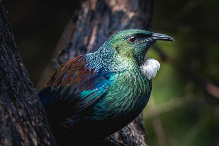 33 Beatty Parade Surfdale_28