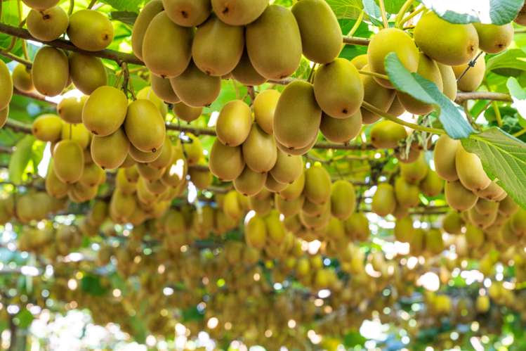 121a Macdonald Road Te Teko_9