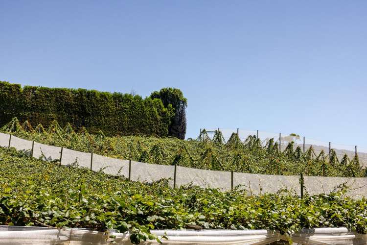 140C Wharawhara Road Tahawai_7