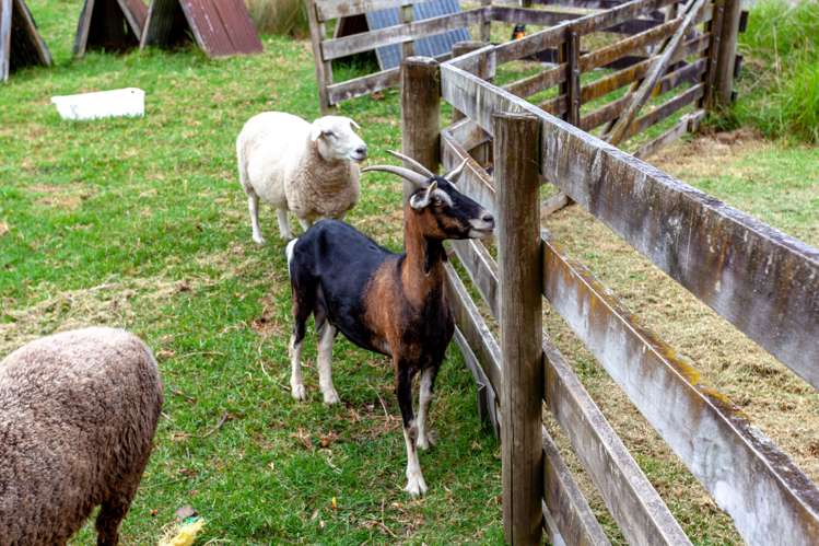 60 Te Ana Lane Thames_26