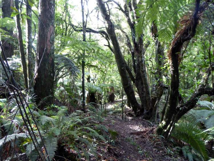 1278 Poihipi Road Oruanui_9