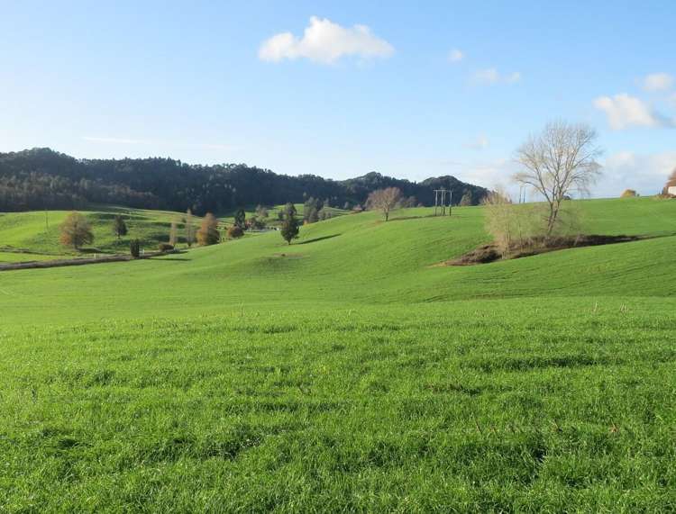 Waitomo Caves Road_1